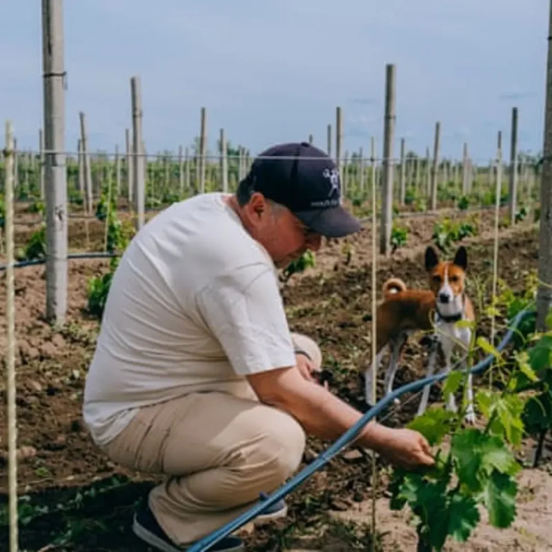 Ukrainian Winemakers Cultivate Hope Amid War and Destruction