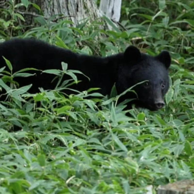 Japanese Authorities Hunt Wild Bear After 14 Home Break-Ins