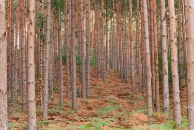 Judi Dench's Surrey Woodland Offers Solace Amid Eyesight Decline