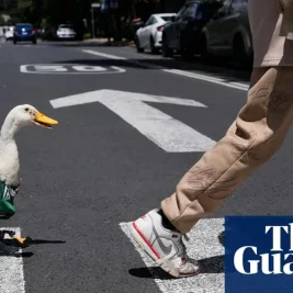 Duck Named Merlin Becomes Unofficial Mascot for World Cup