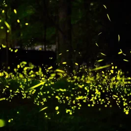 Warm Wet Weather Triggers Massive Firefly Displays Across United States