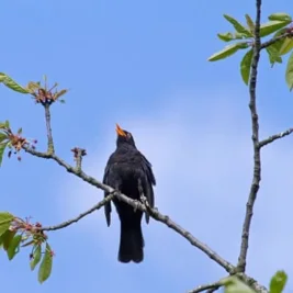 Blackbird Song Offers Unique Birdsong Experience Before Summer Silence