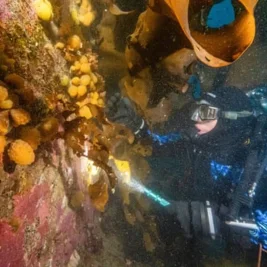 Antarctic Sea Squirt Toxin Shows Promise in Killing Melanoma, USF Researchers Find