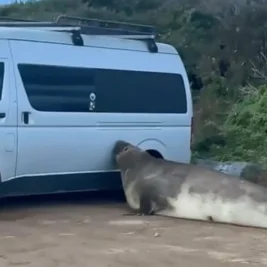 Elephant Seal Neil Halts Traffic and Crushes Fences in Southern Tasmania Towns