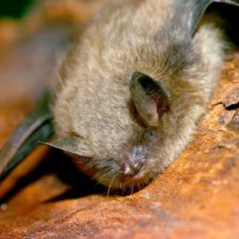 Canadian Boy Dies of Rabies After Bat Exposure in Ontario
