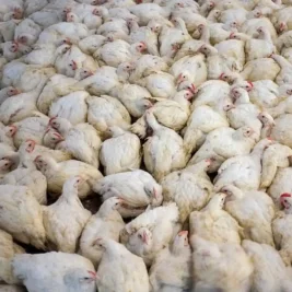 Global Livestock Surge Threatens Wildlife and Ecosystems