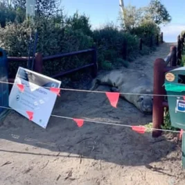 Tasmanian Authorities Warn Public to Give Neil the Seal Space