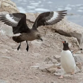 H5 Bird Flu Reaches Australian Mainland via Migratory Birds