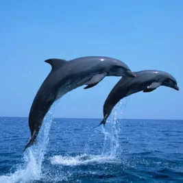 Bottlenose Dolphins Follow Adriatic Trawlers for Food Due to Overfishing