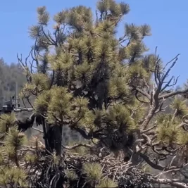 Big Bear Bald Eaglets Sandy and Luna Reunite After First Flights