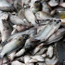 Thailand's Struggle Against Invasive Blackchin Tilapia