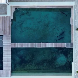 Animal Rights Group Launches Global Hyatt Boycott Over Captive Dolphins in Cancun