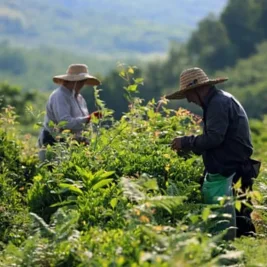 Georgia Transforms Soviet Era Tea Waste into Global Luxury Asset