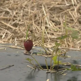 Severe Hailstorms Devastate Saskatchewan Crops