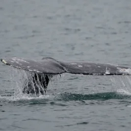 Gray Whale Deaths Surge Along Pacific Coast, Signaling Marine Crisis