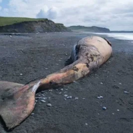 Environmentalists Push for Endangered Species Act Protections for Pacific Gray Whales