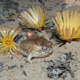 IUCN Classifies Round Desert Rain Frog as Vulnerable Due to Mining Threats