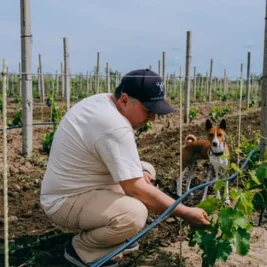 Ukrainian Winemakers Cultivate Hope Amid War and Destruction
