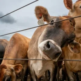 Screwworm Threatens US Wildlife and Livestock as Scientists Warn of Spread