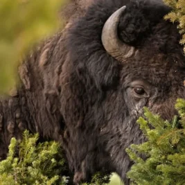 Bison Attacks Tourist in Yellowstone, Causing Serious Injuries