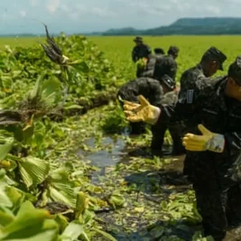 Silent Waters: Mystery Over El Salvador's Massive Lake Fish Die-Off