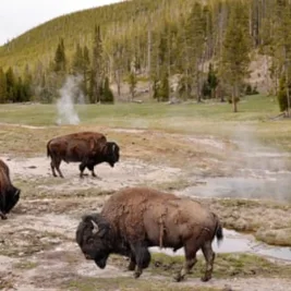 Bison Attacks Washington State Man in Yellowstone National Park