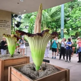Two Rare Corpse Flowers Bloom Simultaneously at California Botanic Garden
