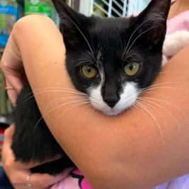 Maryland Man Arrested After Stealing Kitten, Attempting Bank Robbery