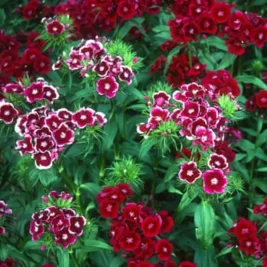 Carnations Make a Charming Comeback in Gardens
