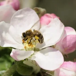 Probiotic Supplements May Help Honeybees Survive Extreme Cold