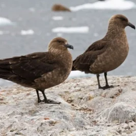 New Zealand Confirms First H5N1 Bird Flu Case in Seabird