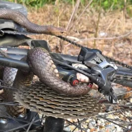 Eastern Brown Snake Bites Cyclist on New South Wales Trail