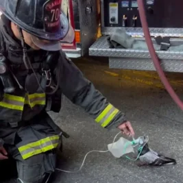 Oakland Firefighters Rescue Pigeon Suffering from Smoke Inhalation After Vehicle Fire