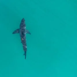 California Expects Surge in Juvenile Great White Sharks This Summer