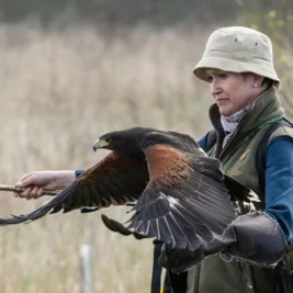 A Mother's Bond with Bird the Harris's Hawk on Anglesey