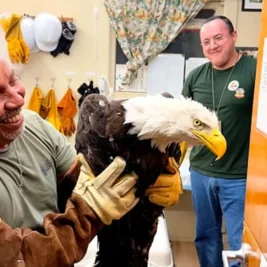 Injured Bald Eagle Rescued in California Following Intense Bird Fight