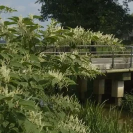 Invasive Japanese Knotweed Spreads Across Netherlands Sparking Infrastructure Warnings