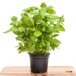 Dividing Supermarket Basil Pots Boosts Plant Survival