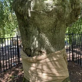 Historic Weeping Beech Tree Vandalized Again in Halifax Gardens