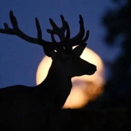 Full Buck Moon Peaks July 29 Across US Skies