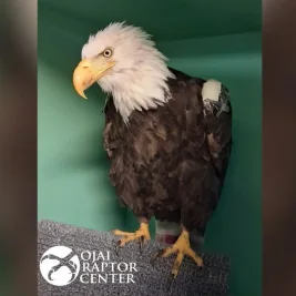 Big Bear Bald Eagle Jackie Moves Out of ICU During Recovery