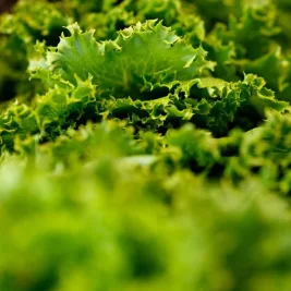 US Cyclospora Outbreak Surpasses 18,000 Cases Across 45 States