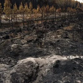 Wildfires Near Bordeaux Threaten Wine Industry as Sector Faces Downturn