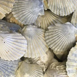 Chile Seizes 200 Ammonite Fossils, Opens Talks With Madagascar