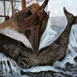 Study Confirms Sperm Whale Head Is a Battering Ram