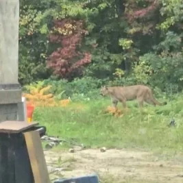 Wôlinak Residents Told to Stay Indoors Amid Cougar Alert