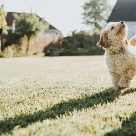 Shorter Days Spark Hedgehog Warning for UK Dog Owners
