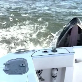 Whale Strikes Fishing Boat Off Moriches Inlet, No Injuries