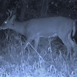 Trail Camera Films Buck Thrown Mid-Charge, Then Flees