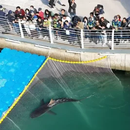 Bukangi the Dusky Shark Slips Back Into Busan Canal a Day After Rescue